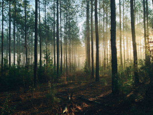 How to Build Quality Guitars While Protecting the Environment